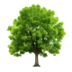 pngtree-adorable-green-tree-png-image_11593973